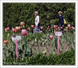 Crescent Bend | Blooms for the Cure - Knoxville, TN - Photographed by Wiselyn Photography